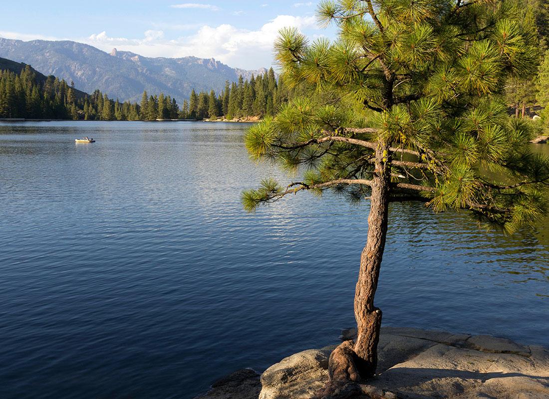Read Our Reviews - Scenic View of a Lake Surrounded by Green Trees with a Large Pine Tree in the Front and Mountains in the Distance
